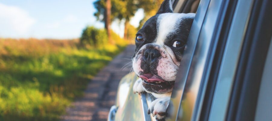 dog, pet, car window